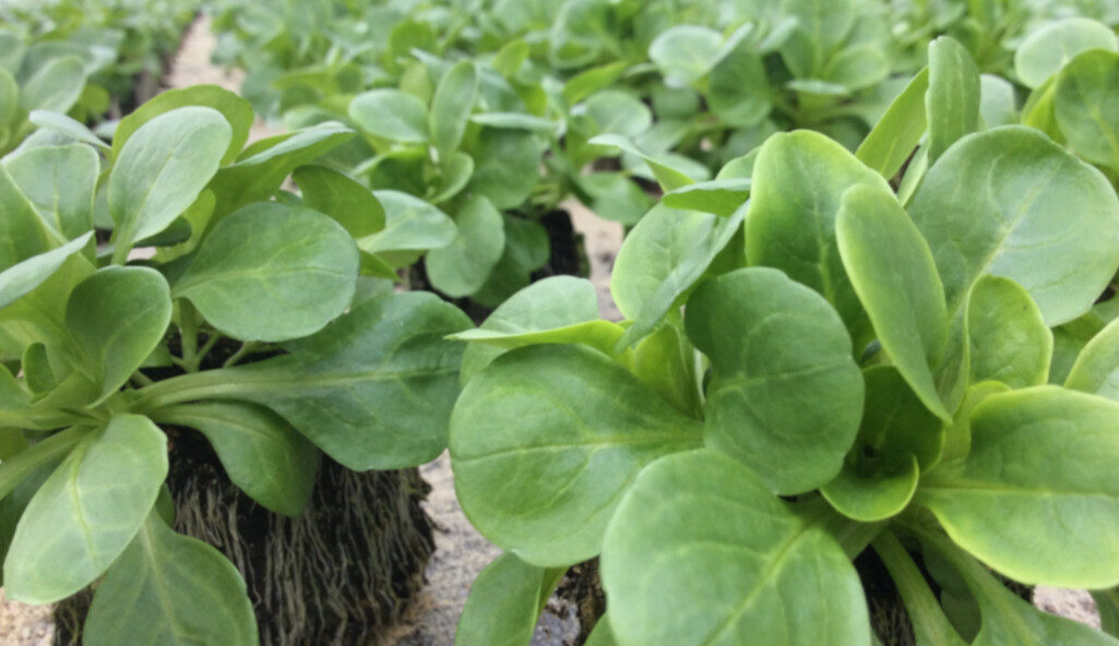 Tomaten zum selber pflücken
