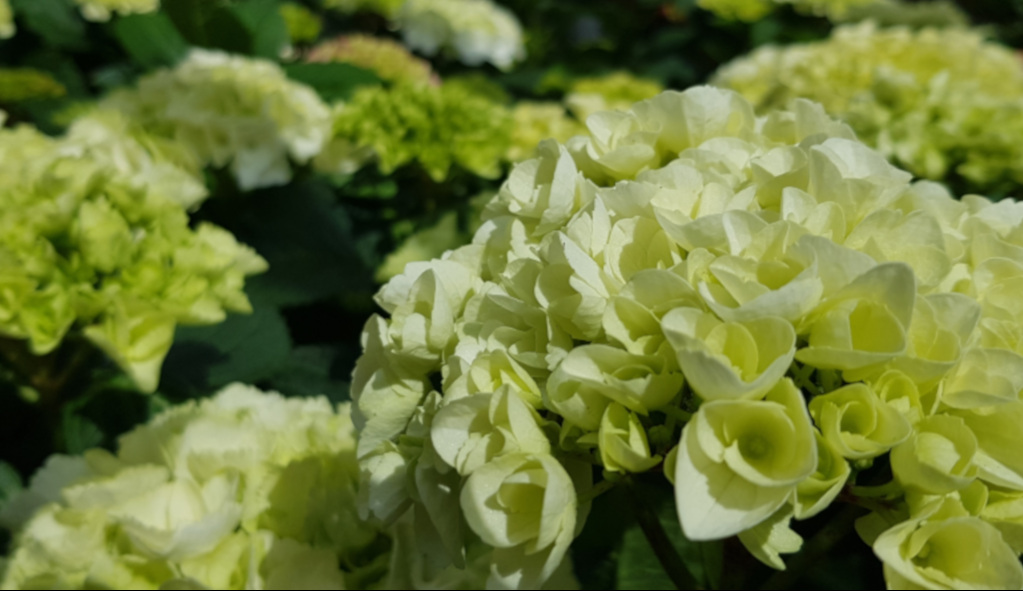 Rosen von der Gärtnerei in Bayern